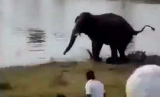Βίντεο ΣΟΚ! Ελέφαντας επιτίθεται σε πλήθος και σκοτώνει άνθρωπο