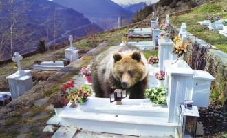 Αρκούδες τρέφονται από το λάδι των καντηλιών σε νεκροταφεία