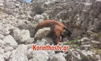 Πυροβόλησαν και σκότωσαν άγρια άλογα στην Κόρινθο (φωτογραφίες)