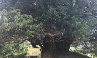 Το αρχαιότερο -4.000 ετών- δέντρο της Βρετανίας πεθαίνει