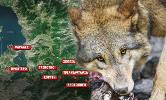 Eπιθέσεις λύκων στις Πρέσπες – Σκοτώνουν και τρώνε κυνηγόσκυλα
