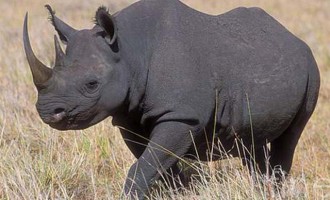 “Έσκασε” 350.000 δολάρια και σκότωσε απειλούμενο μαύρο ρινόκερο