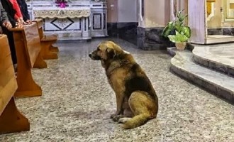 Ραγίζει καρδιές ο σκύλος πηγαίνει κάθε μέρα στην εκκλησία