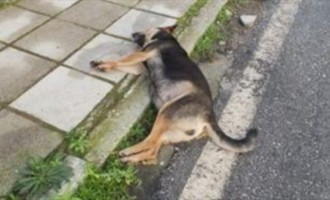 Δυο χρόνια φυλακή στον εκτελεστή της σκυλίτσας Λίζας στη Λέσβο