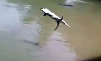 Ηλίθιοι πέταξαν γάτα σε λίμνη με κροκόδειλους – Μάχη για επιβίωση (βίντεο)