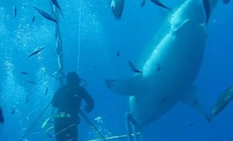 Εντοπίστηκε ο μεγαλύτερος λευκός καρχαρίας (βίντεο)