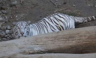 Τίγρης απέδρασε από ζωολογικό κήπο και σκότωσε έναν άνδρα (φωτογραφίες)