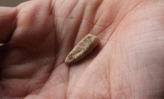 Απίστευτη ανακάλυψη στη Γαλλία: Βρέθηκε δόντι ηλικίας 560.000 χρόνων