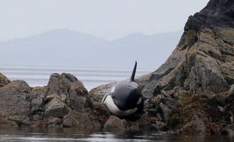 Φάλαινα σώθηκε από… θαύμα της φύσης (φωτογραφίες)