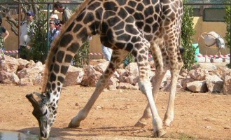 Τα ζώα στο Αττικό Ζωολογικό Πάρκο κινδυνεύουν από ασιτία, εξαιτίας των capital controls