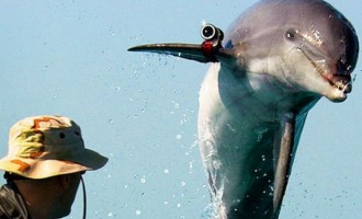 Παλαιστίνιοι συνέλαβαν δελφίνι κατάσκοπο των Ισραηλινών!