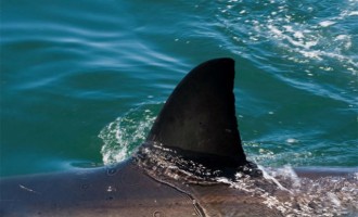 Κρήτη: Ψάρεψαν καρχαρία 3 μέτρων (φωτογραφίες)