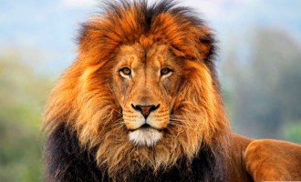Σοκαριστικό: Λιοντάρι εκτός ελέγχου επιτέθηκε σε δεκάδες παιδιά (βίντεο)