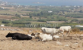 Αγελάδα σκότωσε 70χρονο στην Πάρο – Σοκαρισμένη η τοπική κοινωνία