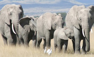 Οι ελέφαντες θα εξαφανιστούν από τη Γη σε μερικά χρόνια