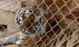 Τίγρης σκότωσε μέσα στο κλουβί υπάλληλο ζωολογικού κήπου