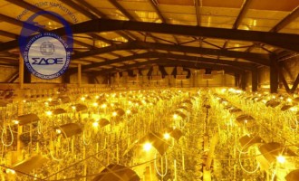 «Υπερσύγχρονη» φυτεία 1.680 δενδρυλλίων στο Μαρτίνο (φωτο)