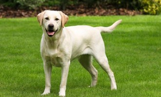 Ένας σκύλος με το όνομα “Σκανδάλη” πυροβόλησε την ιδιοκτήτρια του