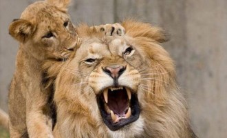 Με εξαφάνιση απειλούνται τα λιοντάρια της Αφρικής