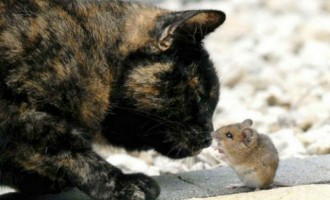 Δείτε πως ένα ποντικάκι πείθει τη γάτα να μην το φάει! (φωτο)