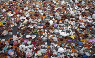 Ένα σκουλίκι δίνει τη λύση για την ανακύκλωση του πλαστικού