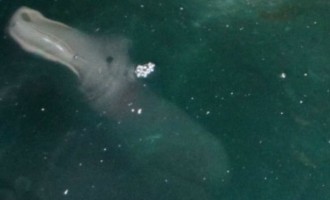 Τουρίστας φωτογράφισε τυχαία, μυστηριώδες θαλάσσιο πλάσμα στην Κέρκυρα! (φωτο)
