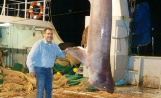 Έπιασε καρχαρία 5 μέτρων στην Κάρυστο (φωτο)