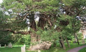Αρχαίο δένδρο 1.300 ετών βρέθηκε στην Κίνα