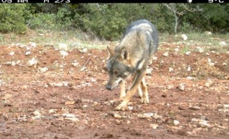 Επανεμφάνιση του λύκου στον Εθνικό Δρυμό της Πάρνηθας μετά από 50 χρόνια
