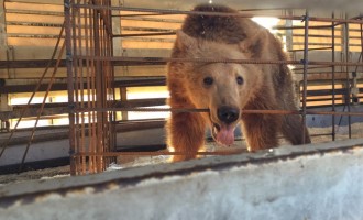 Τρεις ανήλικες αρκούδες από την Αλβανία στο Νυμφαίο