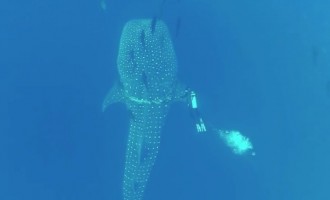 Απίθανο βίντεο: Φαλαινοκαρχαρίας συνεργάζεται με… δύτη