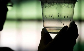 ΗΠΑ: Έρευνα για πιθανά κρούσματα του ιού Ζίκα από σεξουαλική επαφή