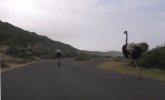 Το μπιπ – μπιπ υπάρχει και παίρνει στο κυνήγι ποδηλάτες – Απίθανο βίντεο