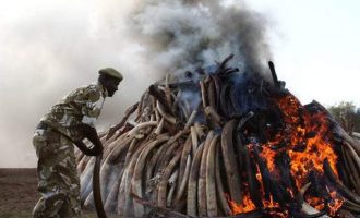 Στην Κένυα θα κάψουν 170 εκατομμύρια δολάρια το Σάββατο!