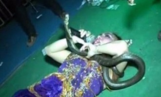 Κόμπρα δάγκωσε τραγουδίστρια πάνω στη σκηνή και τη σκότωσε (βίντεο)