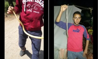 Οι πρόσφυγες διαμαρτύρονται γιατί έχει φίδια στη Ριτσώνα