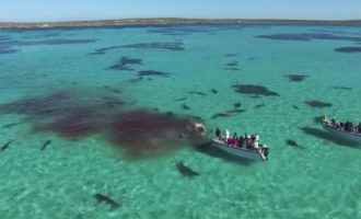 Drone κατέγραψε 70 καρχαρίες να κατασπαράζουν φάλαινα στην Αυστραλία (βίντεο)