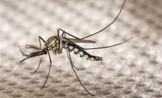 Γενετικά τροποποιημένα κουνούπια στη μάχη κατά του ιού Ζίκα