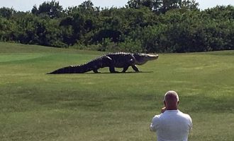 Αλιγάτορας 4,5 μέτρα βγήκε βόλτα σε γήπεδο γκολφ! (βίντεο)