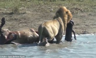 Λιοντάρι σέρνει το αγέννητο μωρό βουβαλιού που μόλις έχει σκοτώσει! (βίντεο)