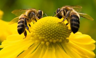 Απειλούνται μέλισσες, νυχτερίδες και πεταλούδες που τους οφείλουμε τα 2/3 των τροφών μας