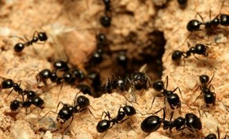 Μυρμήγκια τέλος με πέντε φυσικές λύσεις!