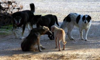 Αγέλη άγριων σκυλιών επιτίθεται σε αγρότες στον Τύρναβο (φωτο)