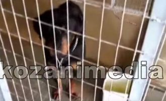 Aυτά είναι τα δύο σκυλιά που κατασπάραξαν τον 5χρονο στη Κοζάνη (βίντεο)
