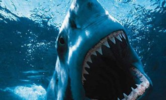 Καρχαρίας – γίγας έφαγε δύτρια στην Αυστραλία