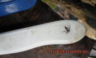 Πανικός στα Τρίκαλα – Κουνούπια τίγρεις επιτέθηκαν σε πολίτη