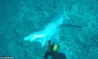 ΣΟΚ! Δύτης δέχτηκε επίθεση καρχαρία και την κατέγραψε σε βίντεο