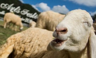 Πρόβατα έφαγαν ινδική κάνναβη και «γκρέμισαν» ολόκληρο χωριό (βίντεο)