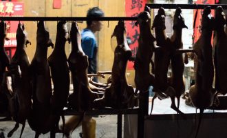 Φρίκη: Βασανίζουν και τρώνε σκυλιά σε φεστιβάλ στην Κίνα (βίντεο)