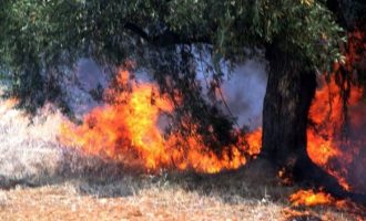 Καίγεται πάλι η Εύβοια – Δυο πυρκαγιές σε Κύμη και Κάρυστο